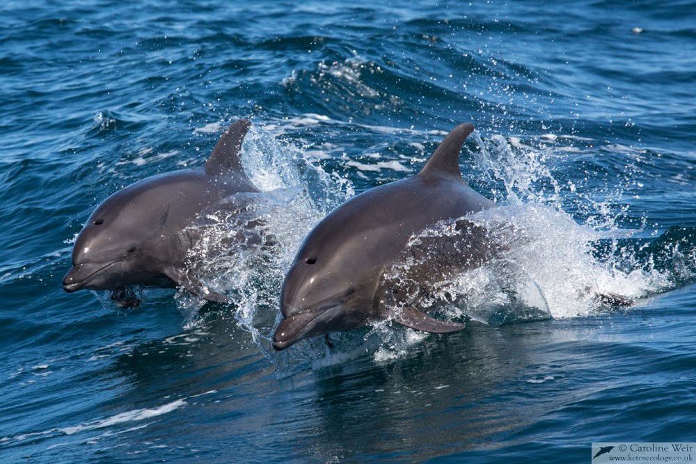 Ketos Ecology – researching whales and dolphins worldwide » Baja ...