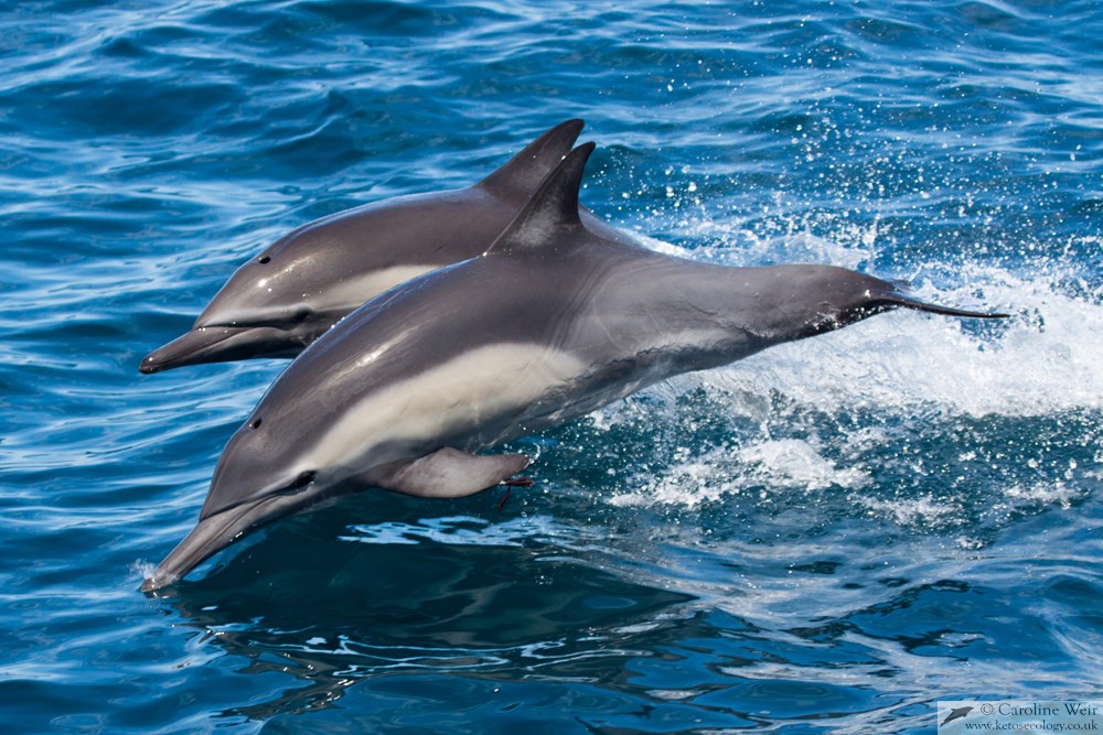 Ketos Ecology – researching whales and dolphins worldwide » Baja ...